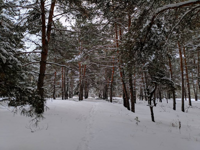 冬天森林里的风景在大雪中松松，树枝上下了很多雪