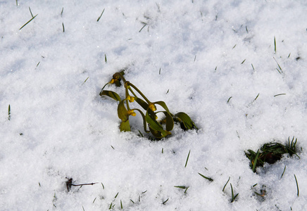 一枝槲寄生落在雪地里