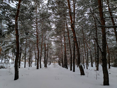 冬天森林里的风景在大雪中松松，树枝上下了很多雪