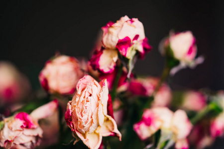 在黑暗的背景上枯萎了白色和粉红色的玫瑰。 一束褪色的干花。 近点