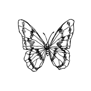 昆虫素描/手绘昆虫插图矢量照片
