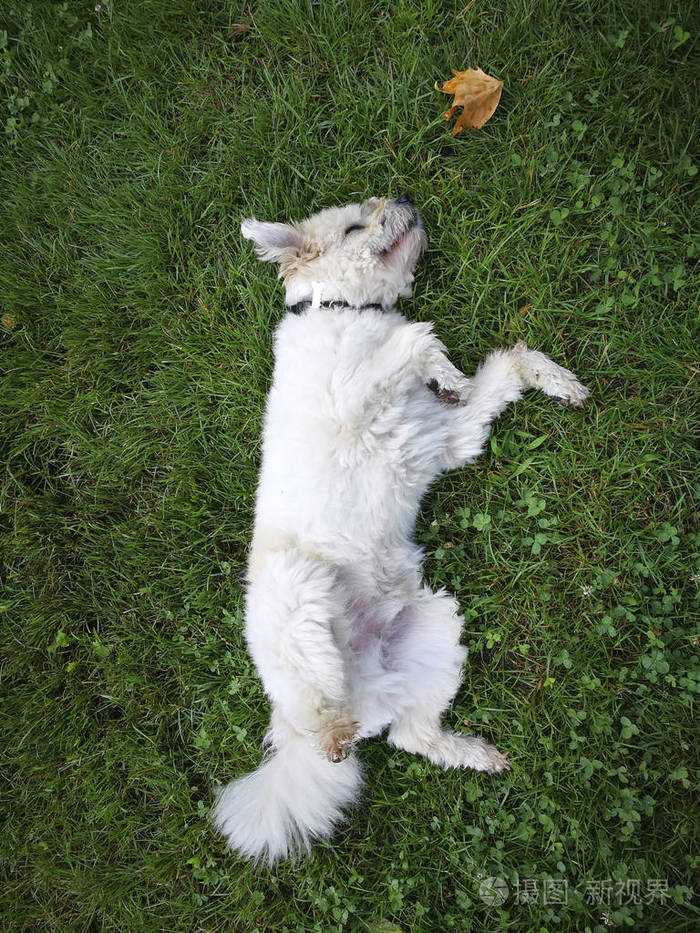 可爱的毛茸茸的小狗躺在城市公园的草地上