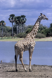 长颈鹿长颈鹿赛地游戏保护区摩洛哥坦桑尼亚非洲