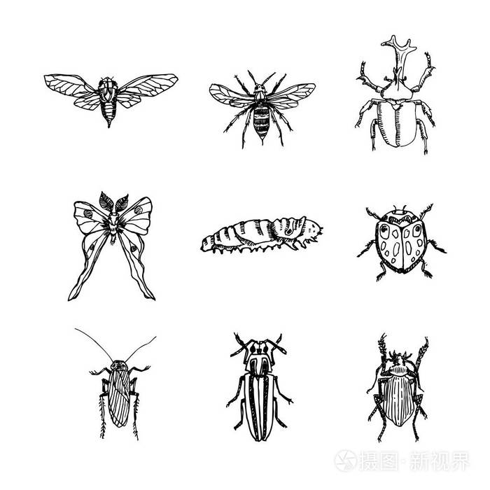 昆虫素描手绘昆虫插图矢量