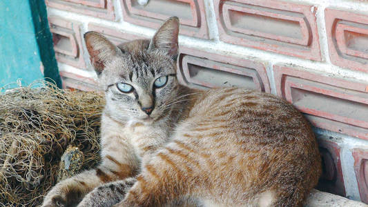 特写泰国灰猫脸