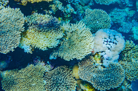 大海的珊瑚礁，美丽的五颜六色的鱼在水下美丽的景色，水下世界的五彩斑斓