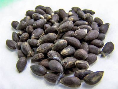 木棉科巴西纺织品上的棉花种子照片