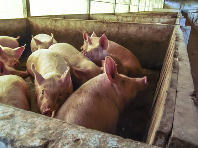 农场里的一只小猪。 一群哺乳动物等待饲料。 巴西摊位上的猪
