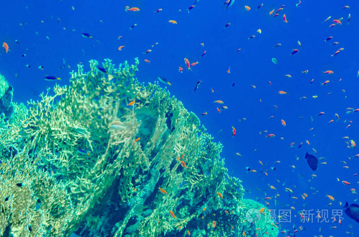 大海的珊瑚礁,美丽的五颜六色的鱼在水下美丽的景色,水下世界的五彩