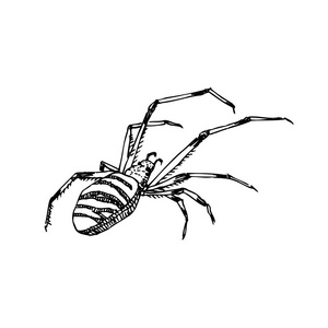 螽斯图片-螽斯素材-螽斯插画-摄图新视界