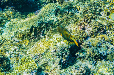 大海的珊瑚礁，美丽的五颜六色的鱼在水下美丽的景色，水下世界的五彩斑斓