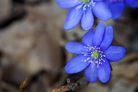 蓝色的肝花特写