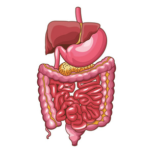人体结构图内脏 卡通图片
