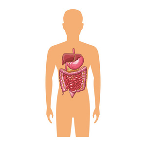解剖人体器官卡通照片
