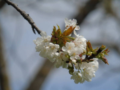意大利提格列托2018年4月23日美丽的标题，从村庄的一些花在春天与一个伟大的天空，低角度观看白色樱花在春天蓝天