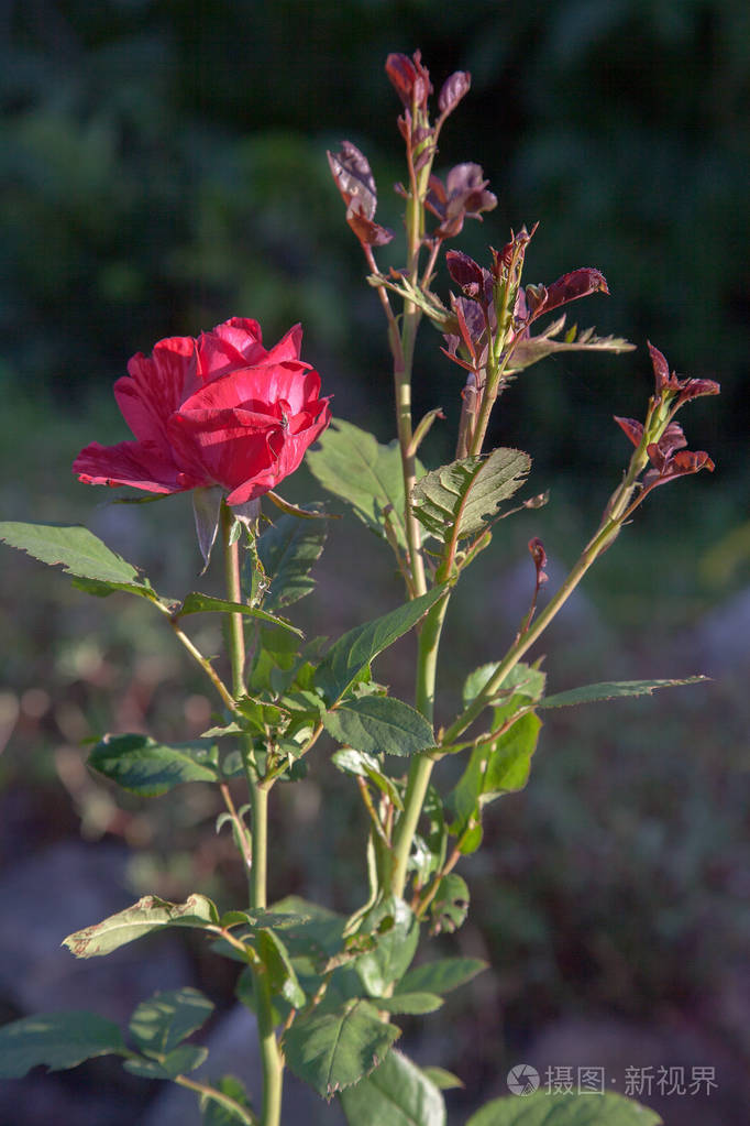 花园里一朵鲜红的玫瑰。阳光明媚的夏日，美丽的红玫瑰在花坛上生长