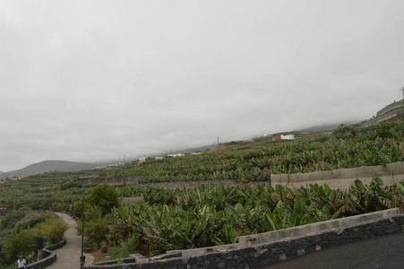 在圣安德烈斯和Sauces地区蓝塘附近的大范围种植园。旅游，自然，假期，地质。2015年7月11。西班牙帕尔马加那利群岛