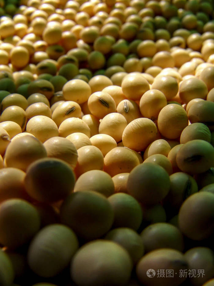 巴西大豆种子背景选择性聚焦