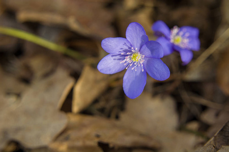 肝汁蓝花特写.