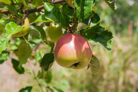 树枝上结满了成熟的有机苹果，果园里结满了采摘