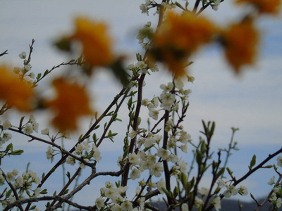 意大利提格列托2018年4月23日美丽的标题，从村庄的一些花在春天与一个伟大的天空，低角度观看白色樱花在春天蓝天