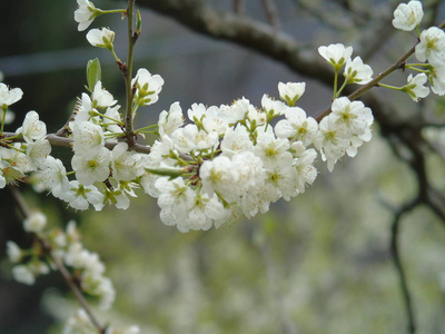 意大利提格列托2018年4月23日美丽的标题，从村庄的一些花在春天与一个伟大的天空，低角度观看白色樱花在春天蓝天