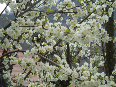 意大利提格列托2018年4月23日美丽的标题，从村庄的一些花在春天与一个伟大的天空，低角度观看白色樱花在春天蓝天