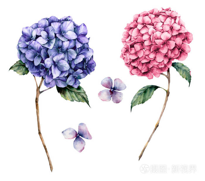 水彩粉红色和紫罗兰色绣球花套 手绘的花与叶子和分支查出在白色背景 自然植物学插图的设计 印刷 逼真的精致植物照片 正版商用图片16u3g4 摄图新视界 水彩粉红色和紫罗兰色绣球花套 手绘的花与叶子和分支查出在白色背景 自然植物学插图的设计 印刷 逼真的精致植物照片 正版商用图片16u3g4 摄图新视界