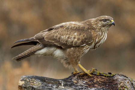 普通秃鹰Buteobuteo