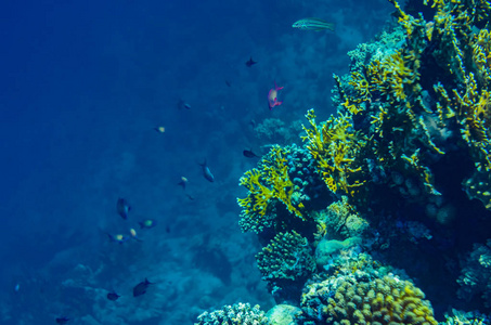 珊瑚礁的红海与美丽的五颜六色的鱼在水下，美丽的景色水下世界的五彩斑斓