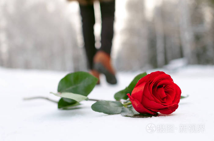 红玫瑰花躺在一个冬天的公园里的雪覆盖的道路上 走着女人的剪影 失败的约会或心碎的概念 照片 正版商用图片16u4z1 摄图新视界 红玫瑰花躺在一个冬天的公园里的雪覆盖的道路上 走着女人的剪影 失败的约会或心碎的概念 照片 正版商用图片16u4z1 摄图新视界