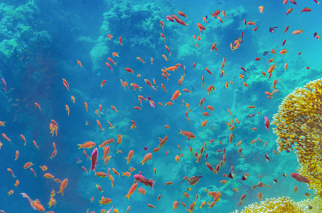 斑斓鱼大海的珊瑚礁,美丽的五颜六色的鱼在水下美丽的景色,水下世界的