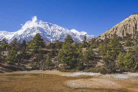 杉树林。 安娜普尔纳巡回跋涉。 尼泊尔的喜马拉雅山。