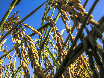 巴西格朗德苏尔州奥格兰德农场的水稻种植