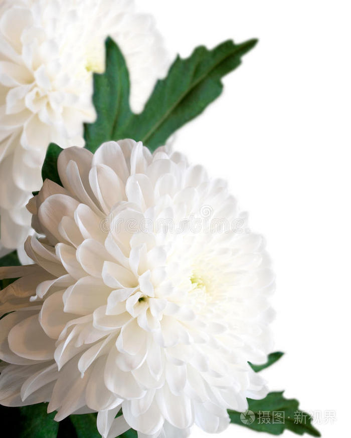 下载小样发票合同问题/举报红莉莉美丽的白色菊花背景.