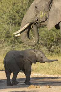 大象妈妈和宝宝非洲象