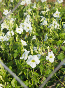 白花田