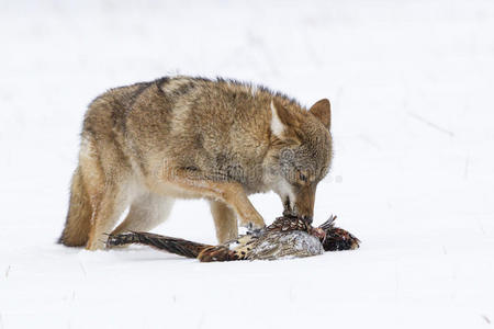 土狼食雉