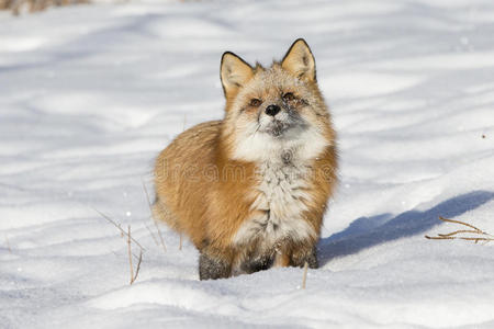 可爱的红狐狸站在雪地里