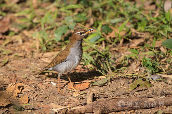 雌鸫红腹尼尔塔瓦鸟白喉岩鸫蓝岩鸫山雀花白喉岩鸫蓝岩画眉鸟山雀花