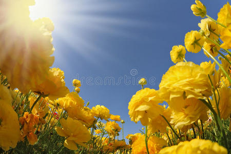 以色列 春天 夏天 开花 天空 美女 颜色 草地 太阳 阳光