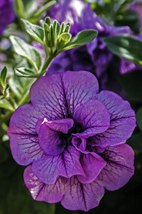 紫罗兰天竺葵2