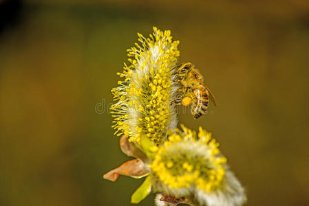 柳花素材图片 柳花图片素材下载 摄图新视界