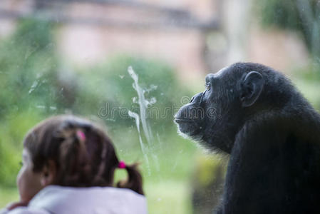 猿类黑猩猩猴子
