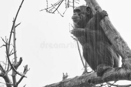 猿黑猩猩黑衣猴
