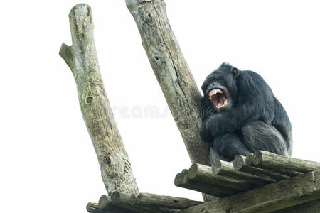 猿黑猩猩猴子打哈欠