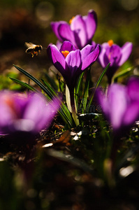 紫罗兰春花