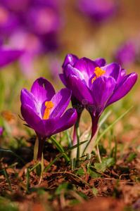 紫罗兰春花
