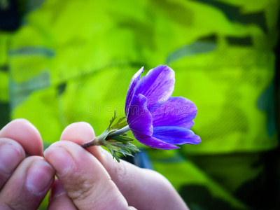 紫雏菊