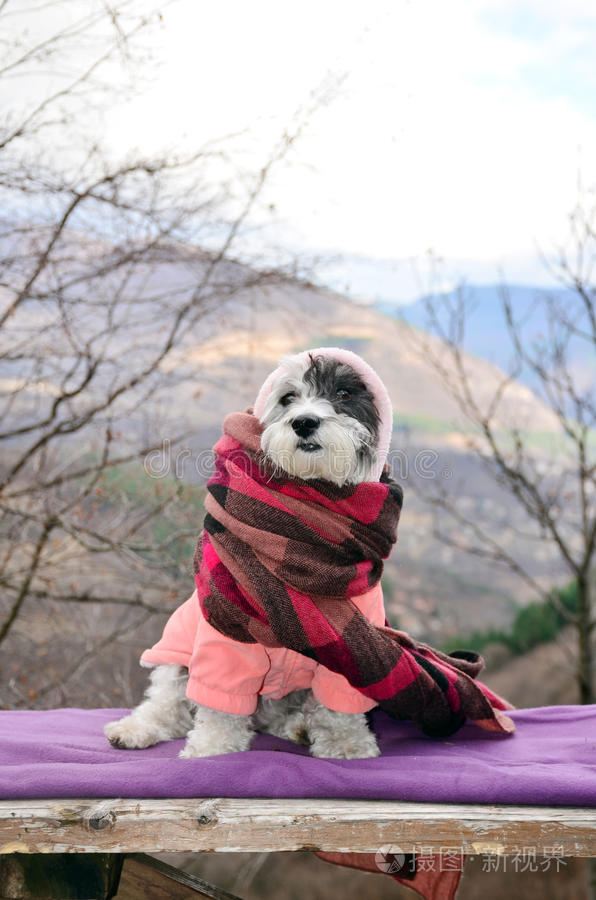 小白狗在山顶上休息